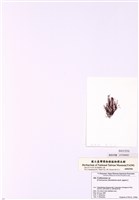 藏品(縱胞藻)的圖片